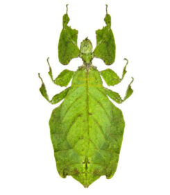 Phylliidae