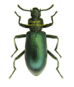 Tenebrionidae