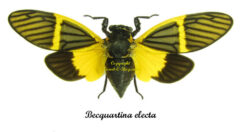 Becquartina electa , 5pcs  ( spread )