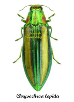 Chrysochroa lepida