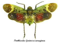 Penthicodes farinosa aeruginea ( spread )