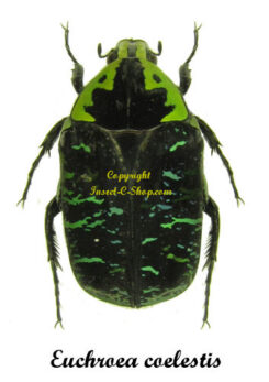 Euchroea coelestis ( 5pcs )