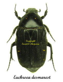 Euchroea desmarest
