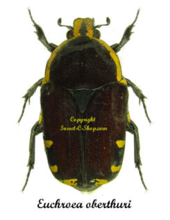Euchroea oberthuri ( 5pcs )