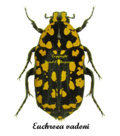 Euchroea vadoni ( 5pcs )