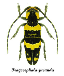 Tragocephala jucunda ( 5pcs )