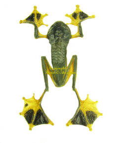 Amphibian (Frog)