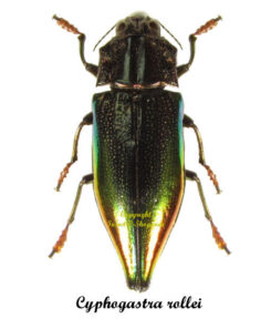Cyphogastra rollei