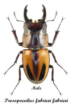 Prosopocoilus fabricei fabricei