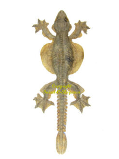 Squamata