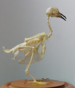 Skeleton