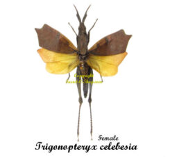 Trigonopteryx celebesia ( spread )