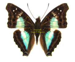 Doxocopa lavinia