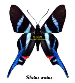 Rhetus arcius