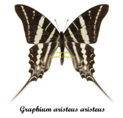 graphium aristeus aristeus