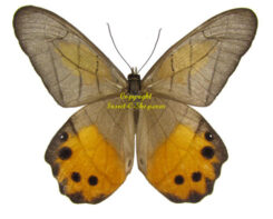 Pierella hyceta