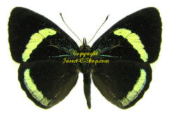 Diaethria neglecta