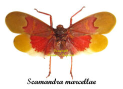 Scamandra marcellae ( étalé )