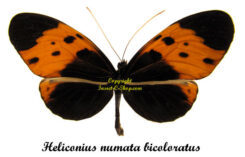 Heliconius numata bicoloratus