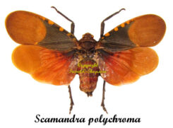 Scamandra polychroma ( étalé )