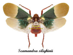 Scamandra silighinii ( étalé )