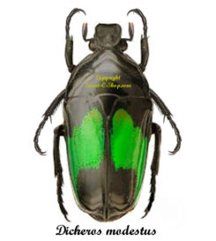 Dicheros modestus