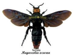 Megascolia azurea christiana ( spread )