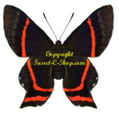 Ancyluris meliboeus