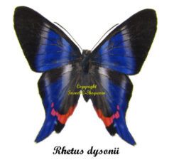 Rhetus dysonii