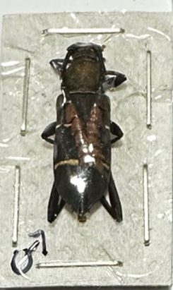 Euryathrum lambii