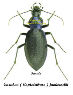 Carabus ( Coptolabrus ) jankowskii