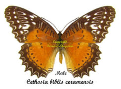 Cethosia biblis ceramensis