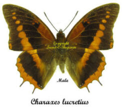 Charaxes lucretius intermedius