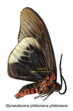 Gynautocera philomera philomera