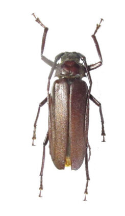 Macrotoma palmata
