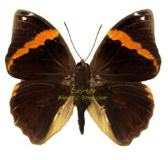 Opsiphanes cassiae