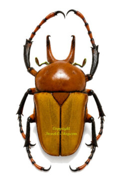 Platynocephalus miyashitai