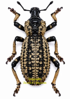 Rhytidophloeus rotschildi