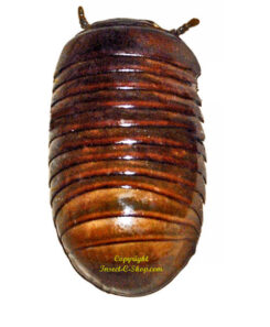 Sphaeropoeus hercules