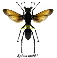 Sphex sp #01