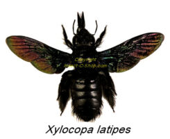 Xylocopa latipes ( spread )