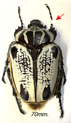 Goliathus goliatus  ab. albatus