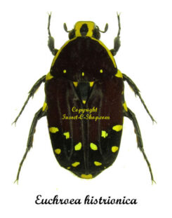 Euchroea histrionica
