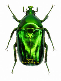 Trigonophorinus riaulti