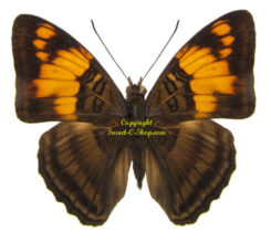 Adelpha mesentina