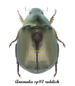Anomala sp#1 ( reddish )