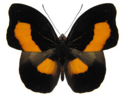 Catonephele acontius