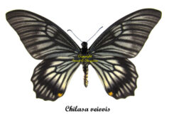 Chilasa veiovis