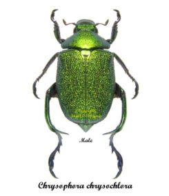 Chrysophora chrysochlora