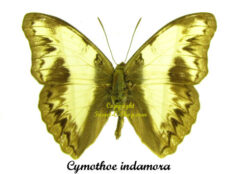 Cymothoe indamora